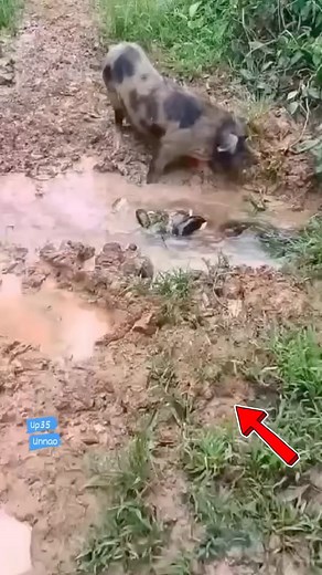 Big python #reelsinstagram ##rajasthan ##realestate #fbreelsvideo #reelsvideofb #viralvideofb#facebookreels #snakevideo #treanding | Mobarak Snake Saver