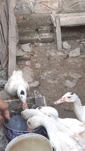 Biscuit container for drinking