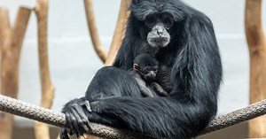 Surprise! Endangered Siamang born in Virginia. Family 'heard singing together' at the zoo