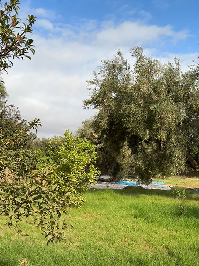 Sur une petite ferme au Maroc, excursion culinaire! #vamcc #voyagesbelaro #maroc | As-tu ton voyage?