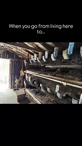 1.2K views · 75 reactions | Our six fur farm rescue skunks have...