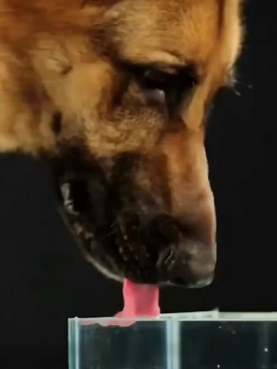 How Does A Dog Drink Water? 🤔 💦