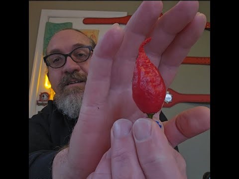 🔥Faddas Poison Tail Pepper Review – Stunning Stinger, Fruity Heat, and a Wicked Flavor Ride!