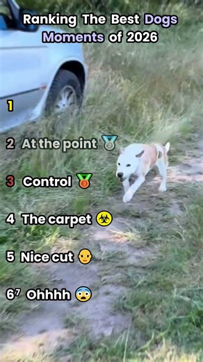 Ranking the funniest dog moments of 2026 😂 #dogs #funny #ranking