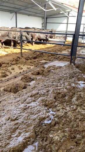 #hayvancılık🐄🐂🐂🐄 #messmakina #çiftlikekipmanları #çiftçilik #modernçiftçilik #çiftçimizinyanındayız #ürünlerimiz #profesyonelçiftçilerintercihi #çiftçivideoları #gündemhaberleri #gübreyönetimi #gübresıyırıcı #besicilik