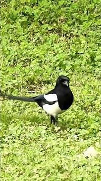 La Ghiandaia e la Gazza Ladra: Ladre a Confronto. #shortvideo #nature #uccelli.