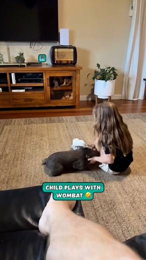 135K views · 3.2K reactions | Wombats are just the cutest things ever 殺 | Furry Tails | Facebook