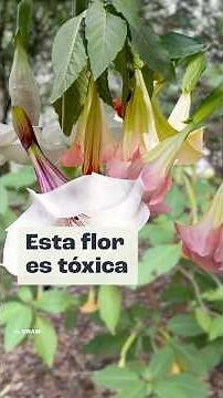 ¿Por qué la brugmansia es una flor tan tóxica?