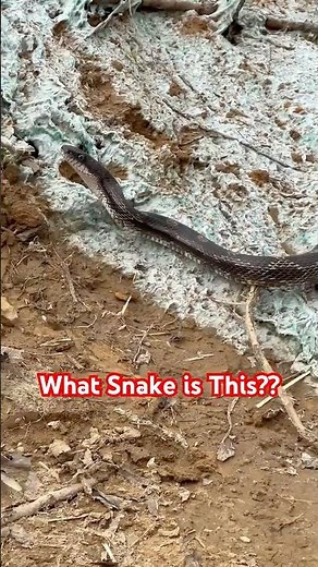 First snake sighting this year