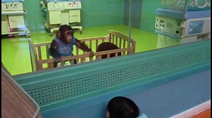 Child interacts with baby chimpanzee at Beijing Zoo