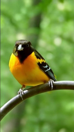 Maryland State Birds Baltimore Oriole