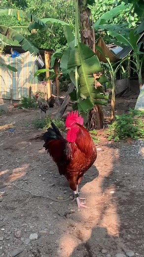 Rhode Island Red Rooster🔥 #rhodeislandred #heritagechicken #backyardchickens#rooster