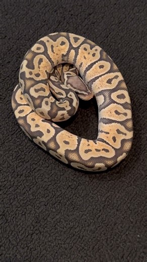 Ball python hypo Huffman het rainbow #pet #snake #ballpython #petlovers #reptile #christmas #cutepet