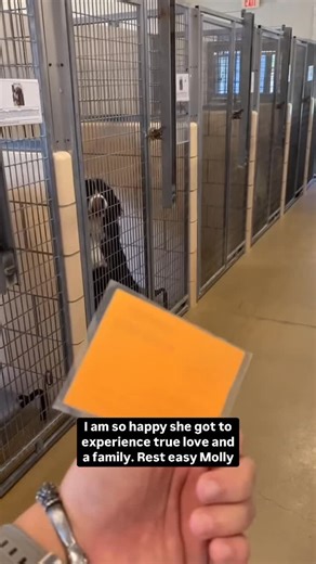 Bernese Mountain Dog | @adoptingd0gs Still one of my most favorite adoptions. Molly was adopted by a great family back in 2021. She was a puppy mill mother... | Instagram