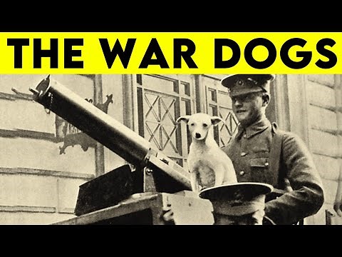 Which Dog Breeds Were Originally Bred for War