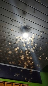 Swarm Flying Termites Laron Gather Around Stock Footage Video (100% Royalty-free) 3820110889 | Shutterstock