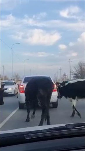 Cars Vs Cows 🤣 #cow #animals #nature