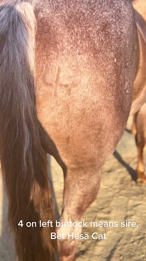 Discover the Story Behind 6666 Ranch Brand | Roan Horse Apparel