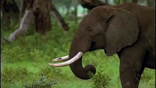 16 Baby Noah: Animal Expedition 2009 DVD (Grow with Me Version)