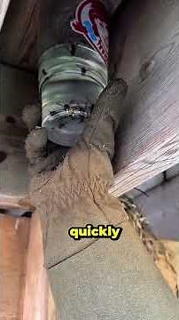Incredible methods used to remove wasp nests.Did you know about these methods?