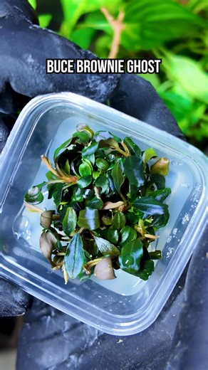 Do you typically pick out your hardscape or plants first? 🤔 We took this UNS 20TM from hardscape to planting, layering a Boutique Seiryu Stone Showpiece, Manzanita Wood, and a curated mix of aquatic and terrarium plants to bring the scape to life. Every step is intentional until it all comes together as one cohesive display ✨ Specs: UNS 20TM - 3.2 Gallon Prism Rimless Tank, Boutique Seiryu Stone Showpiece, Manzanita Driftwood, UNS Controsoil Brown, Seiryu Accent Stones, UNS Controsand - Tahoe P