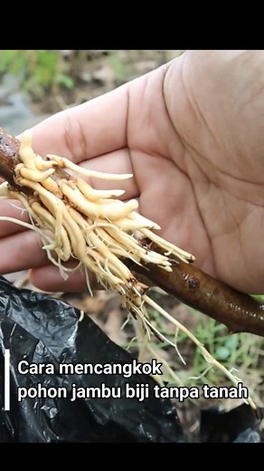 Grafting Examples on Reels