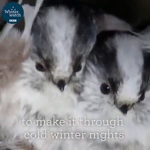 Get your snuggle on!! Look at these adorable little long-tailed tits huddling together to keep warm. The #BeastFromTheEast is making its way across the UK, so we prescribe that you all wrap up warm in this freezing cold weather! #Winterwatch #Snuggle 🐦 🤗 | BBC Springwatch