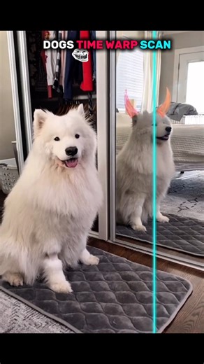 dogs doing time warp scan vs cats ☠️ #cat #cute #dog #animals