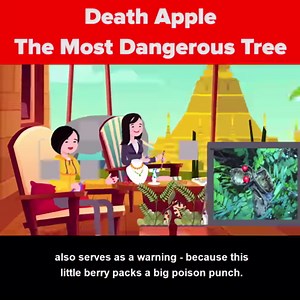 2.1M views · 18 reactions | What is Death Apple and what makes it the most dangerous tree in the world? What are other plants that are very dangerous that you should avoid? | The Infographics Show | Facebook