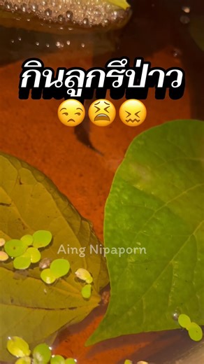 กินรึป่าว #ปลากัดป่าเอเลี่ยน #เพาะปลากัด #aingnipaporn