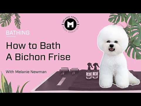 How to bath a Bichon Frise