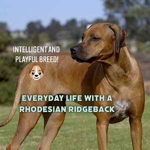 49K views · 954 reactions | Is the RHODESIAN RIDGEBACK the perfect dog for you? | Dogumentary TV | Facebook