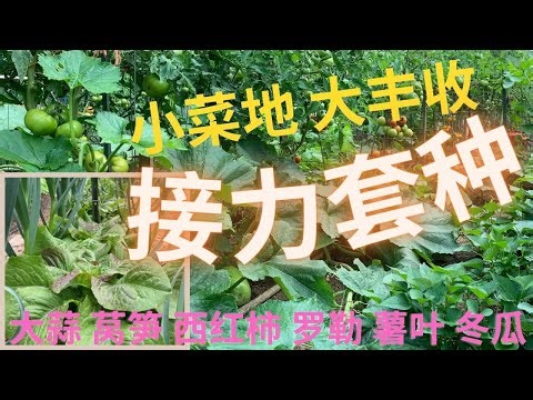 【套种】小菜地大丰收，relay cropping成功案例：大蒜｜莴笋 ｜西红柿 ｜罗勒 ｜薯叶 ｜冬瓜，garlic lettuce tomato basil sweet potato squash