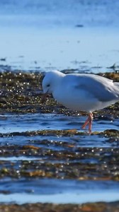 A seagull tap-dancing by the seaside: nature's true performer showing off its moves! 🌊 So fascinating and full of fun. #Nature #sea #Fun #Seagull | Go Sanya