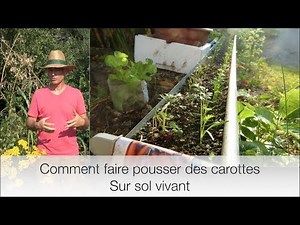 Comment cultiver ses carottes sur sol vivant ?