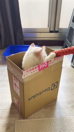 Box Games: The Ultimate Cat Adventure #CatInABox #BoxObsessed