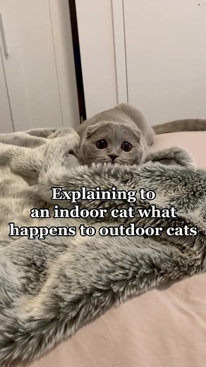 #catsoftiktok #fyp #scottishfold #cat | british shorthair cat