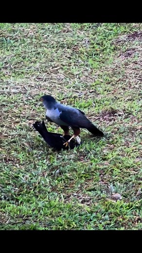 #ranchonaturalistaNature’s Ruthless Balance: Bi-colored Hawk vs. Giant Cowbird, this morning, the rainforest air snapped with feathers and fury. A Bi-colored Hawk—sleek, and silent—dropped from the canopy like a blade. In seconds, it snatched a young Giant Cowbird. No drama. No second chances.The Giant Cowbird, is a brood parasite, lives by leaving its young in the nests of the Oropendola. | Rancho Naturalista