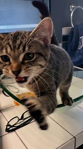 8K views · 154 reactions | Panda Paws Rescue on Reels | Facebook