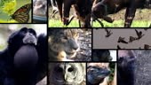 Composition with multiple animals shots, which transition into and...