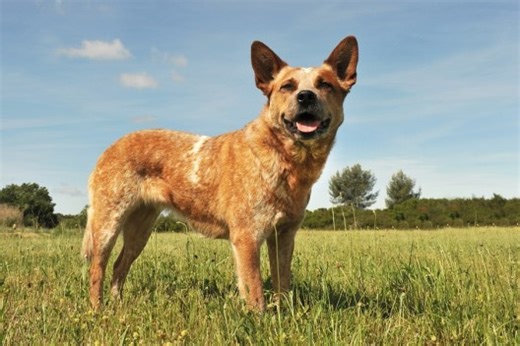The Red Heeler, AKA Australian Cattle Dogs, Make Ideal Working Partners
