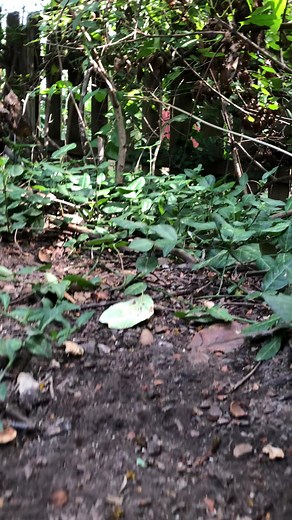 Feeding My Chipmunks: A Glimpse Into My Life with These Cute Animals