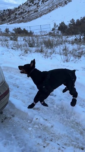 New Boot Goofin' Dog Fail Compilation