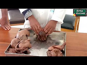 Female external genital organ (Demo for viva) || 1st professional MBBS