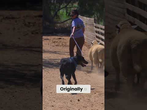 Guard dog breeds you need to know!