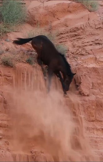 Adorable Baby Horse Getting Her Mother's Attention | Cute Horse Video