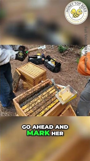 Watch a Pro Mark a Queen Bee Like This #shorts