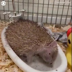 RUB-A-DUB-DUB! Briar the tenrec took a dust bath in a mini bathtub at the Cincinnati Zoo in Ohio recently. The zoo says the animals like to cover themselves in dust to mask the smell of their bodies so they can blend into their environment to protect themselves from predators. | WCAX-TV