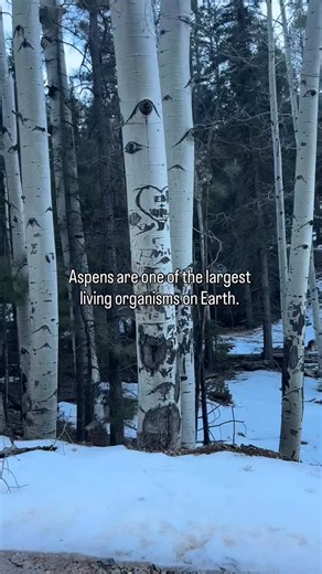 Tal-Wi-Wi Lodge | You’re not looking at multiple trees 🤯 Aspen trees actually grow from a shared underground root system. They are part of one single... | Instagram