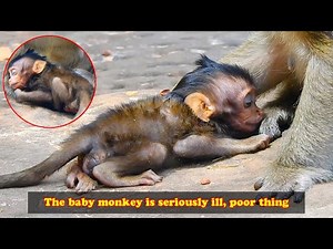 Injured and unable to nurse, the baby monkey didn't even have the strength to open its eyes!